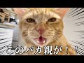 バカ親のお世話している猫の１日がこちらです！