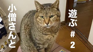 【猫動画】ファンヒーターの上に乗りたがる小僧猫さんと戯れます