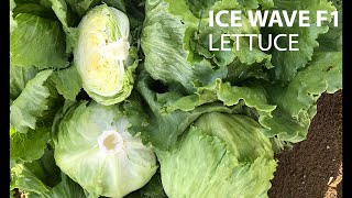 Fairbanks Seeds - Ice Wave, Iceberg Lettuce from Syngenta