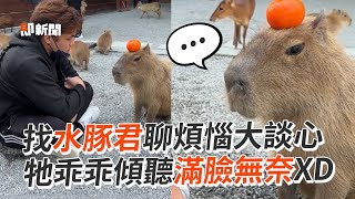 找水豚君談心聊煩惱　牠乖乖傾聽滿臉無奈｜動物｜張美阿嬤農場｜搞笑