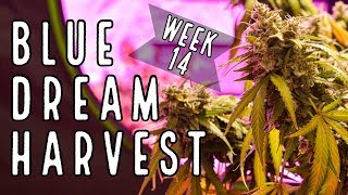 Week 14: Blue Dream Complete Harvest (Chopping, Drying, Trimming, and Curing)