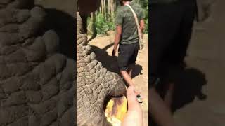 Feeding the elephants bananas #shorts