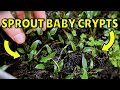 How I Create Unlimited Cryptocoryne Plants! (Best Method)