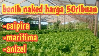 benih murah (naked seed) selada terbaik