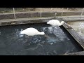 掛川花鳥園　エビを翻弄するクロツラヘラサギ