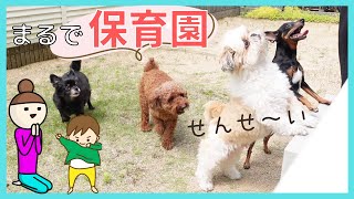 まるで4にんの保育園児。多頭飼いの家は保育園になる説～チワワ・シーズー・ミニチュアピンシャー・トイプードル