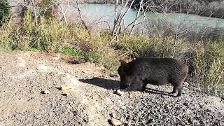 Cinghiale selvatico della Riserva Naturale Tevere-Farfa