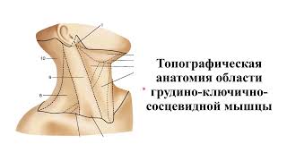 Топографическая анатомия грудиноключичнососцевидной области