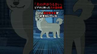 ビデオに映った犬の違和感にゾッとした…【2ch怖いスレ】