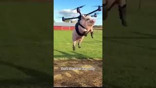 Hammy the flying pig 🤣 #comedy #pig #drone