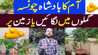 Chunsa mango plant grow in pot | Mango farming in Pakistan | Kissan Pakistan