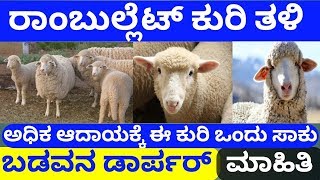 ರಾಂಬುಲ್ಲೆಟ್ ಕುರಿ ತಳಿ/ಇದು ಬಡವನ ಡಾರ್ಪರ್/Rambouillet Sheep #Sheep_Farming #Karnataka