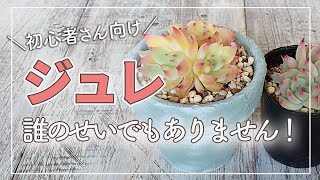 【多肉被害】ジュレ発見！見分け方や対処の方法を初心者さん向けに解説