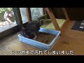 【庭猫】子猫シバの初ウンチと庭デビュー