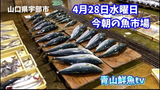 【魚市場】【朝セリ】今朝の魚市場4月28日水曜日の水揚げ状況！