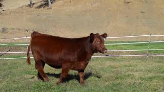 3M Cattle Initiative- Bet On Red Lot 36