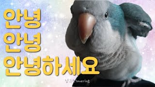 말하는 퀘이커앵무 순도리예요~인사성 바른 퀘둥이