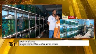 বগুড়ায় বাড়ছে সৌখিন ও রঙিন মাছের দোকান | Bogra News | Aquarium Fish | Ekhon TV