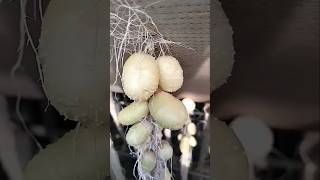 Japanese Amazing soiless farming technique that makes them thousands of dollars?!😲😲