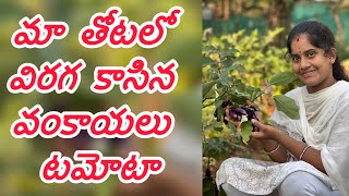 మా తోటలో విరగ కాసిన వంకాయలు టమోటా #garden #vlogs