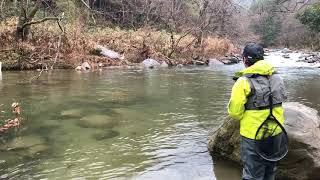 渓流解禁4月1日鮫川水系