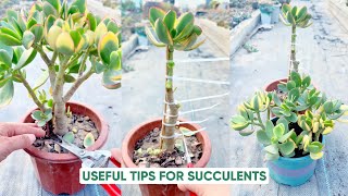 Easy Succulent Care for Beginners!