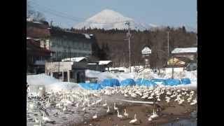 2月福島県猪苗代湖、しぶき氷と白鳥達.dv