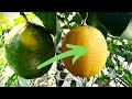 Don't Miss Out: The Fascinating Stages of Lemon Peel Degreening