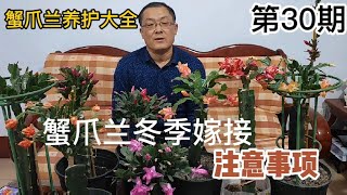 蟹爪兰养护大全30蟹爪兰冬季嫁接注意事项