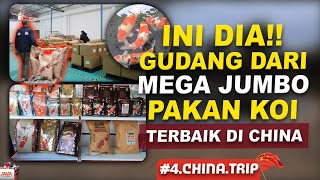 GREBEK GUDANG MEGA JUMBO PAKAN KOI TERBAIK DI CHINA