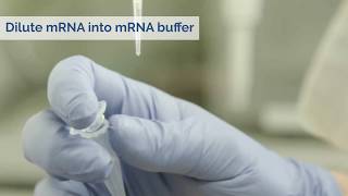 mRNA transfection tutorial using jetMESSENGER transfection reagent - Polyplus-transfection