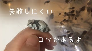 ミルキーフロッグのオタマジャクシをりっぱなカエルに無事に育てるためにしてること