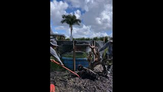 Harvesting and Potting Ficus Exotica