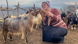 Nomadic Life IRAN | Experience Serene Village Life in Alborz Mountains!