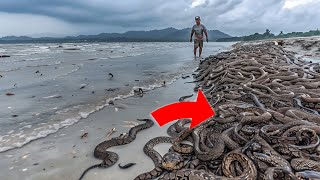 Island of the Vipers: Can You Survive Snake Island?