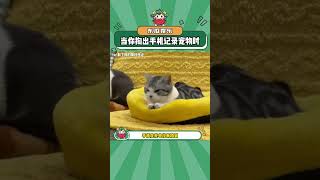 当你掏出手机记录毛孩子时#猫咪 #可爱 #娱乐评论大赏#shorts