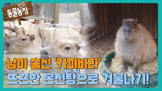 남미 출신 ‘카피바라’를 위한 뜨끈한 온천탕으로 겨울나기! I TV동물농장 (Animal Farm) | SBS Story