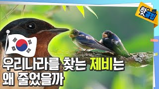 제비의 번식과 개체 수 변화! [#핫클립] / YTN 사이언스