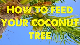 How to feed your coconut trees#permaculturelife #andrethefarmer #gardening #gardeningtips