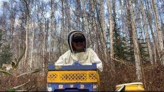 @ASubarcticBeekeeper  Last check of the season for this hive. Way later than normal.