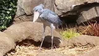 ☆癒し動画：Healing Video☆ハシビロコウ：Shoebill☆神戸どうぶつ王国：Kobe animal kingdom