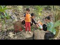 harvest giant papaya gardens and sell them to make a living