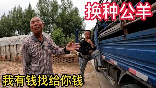 内蒙羊贩子找养殖户换羊，要求加2只羊羔换种公羊，看大爷同意吗