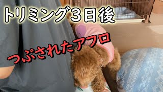 せっかくの真ん丸アフロを台無しにする犬