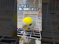 【セキセイインコ】青い怪獣シオン！放鳥 shorts