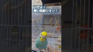 【セキセイインコ】青い怪獣シオン！放鳥 #shorts