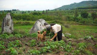 Cây cóc chua sau nhà Ba trồng năm nào, An nấu món ngon ngày hè.