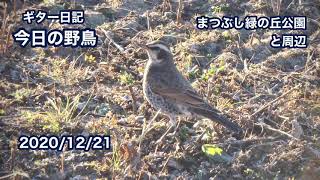 ギター日記　今日の野鳥　・　まつぶし緑の丘公園と周辺　2020年12月21日