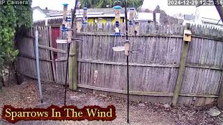 Sparrows in the wind - Live Bird Cam - Live Nature Cam