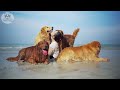 live dog tv anti anxiety music for dog boredom busting videos for dogs with dogs calming music